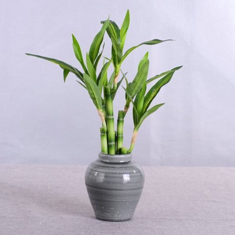 New 40cm Artificial Lucky Bamb - Snake Plant ulasan dan harga