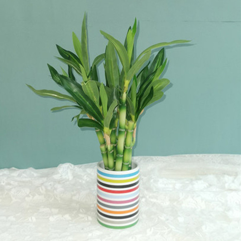 New 40cm Artificial Lucky Bamb - Snake Plant ulasan dan harga