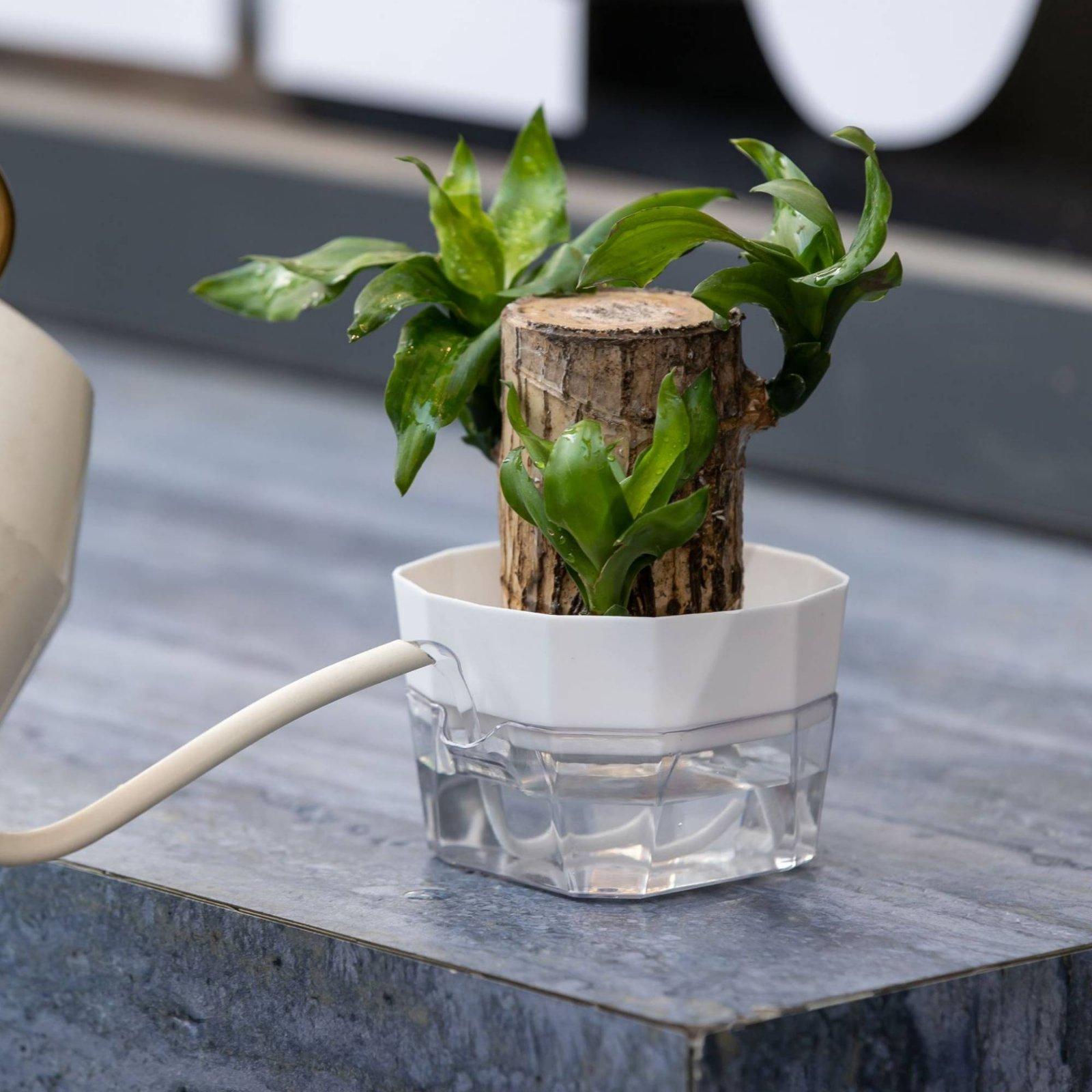 Hydroponic Vase Two Layer Self - Indoor Plants ulasan dan harga